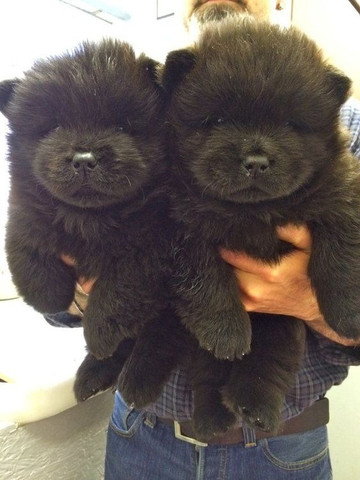 Chow-chow laranjinha/creme e pretinho, machos e femeas - Foto 2