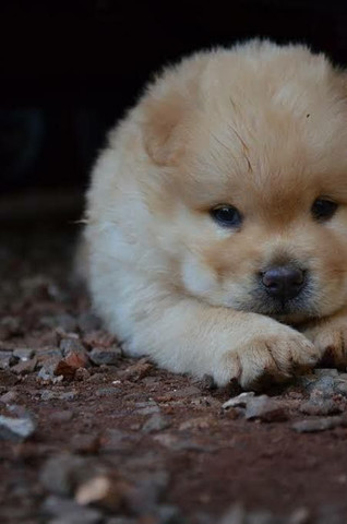 Chow chow vacinados ja querendo passear na coleira