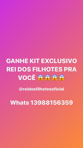 Só Aqui Pinsher Filhotes Fofos com Kit de Presente - Foto 5