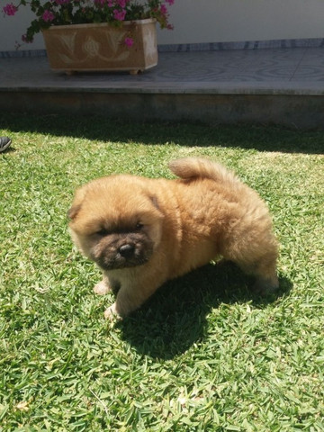 Chow-chow ligue para adquirir conosco * - Foto 2