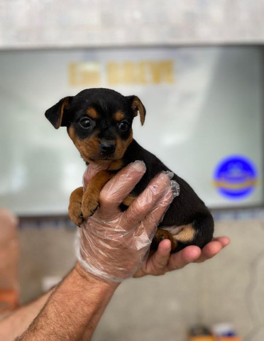 VAI ACABAR ! PINSCHER ATENDIMENTO VIA WHATSAPP