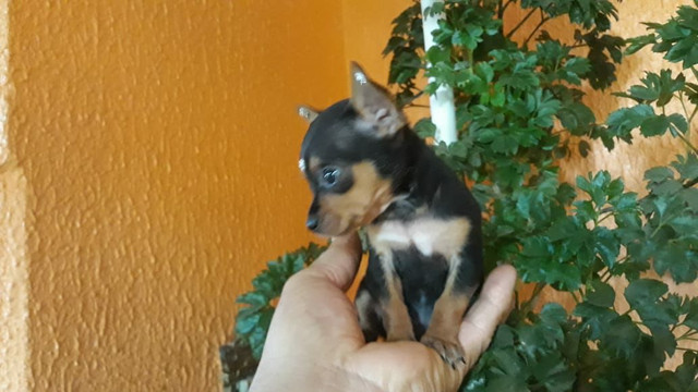 Pinscher miniatura último casal n00 leia - Foto 4
