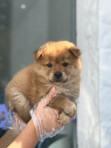 Chow-chow creme/laranja/preto, temos 8 clinicas para qualquer tipo de atendimento gratuito