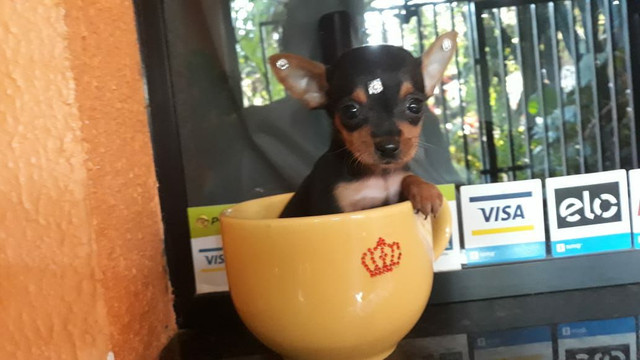 Pinscher miniatura último casal n00 leia - Foto 3