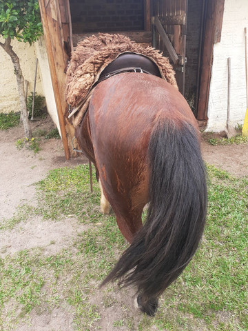 Potro top vender bem domado bom laço capado - Foto 3