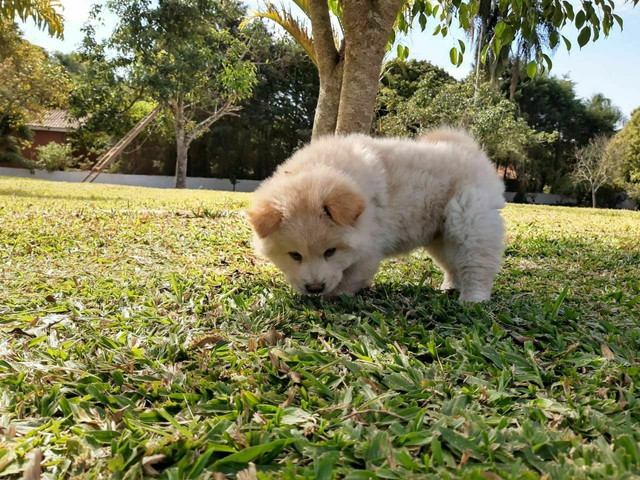Chow chow machinho com pedigree