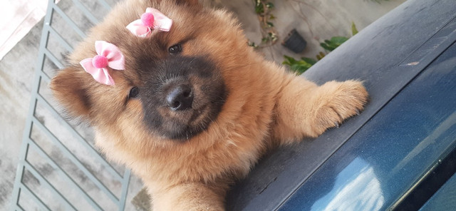 Chow- Chow