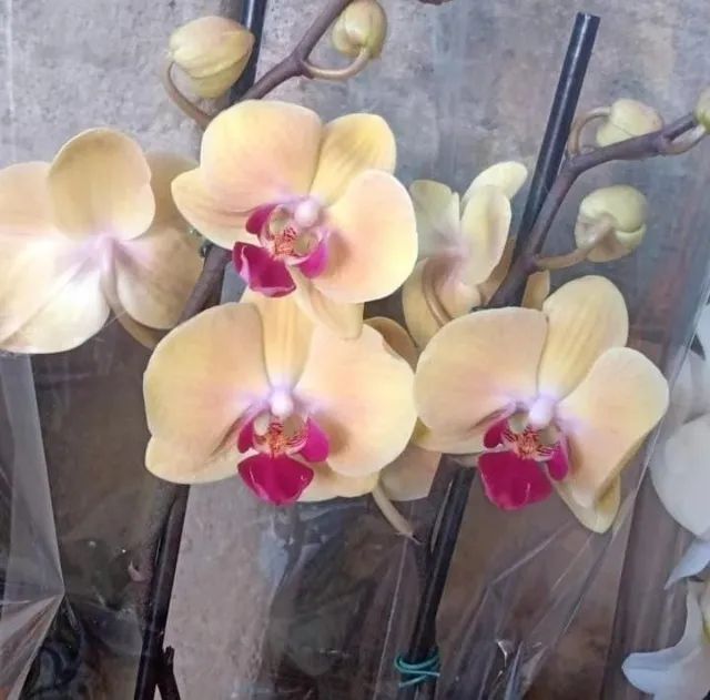 Orquídeas Naturais para Presente - Fazemos Entregas
