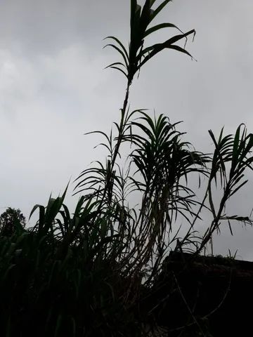 CAPIM AÇU AÇU. 