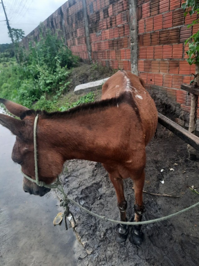 Vendo e troco 