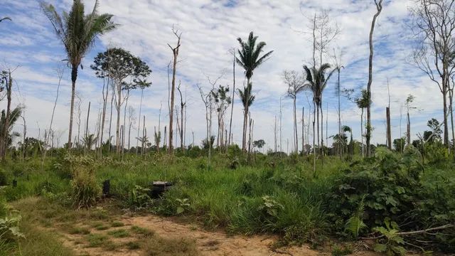 Vendo Sítio de 50 hectares (250x2000) Localizado na BR 319, Linha 17. Apenas 37 Km de Port - Foto 4