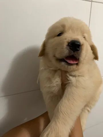 Filhote fêmea golden retriever  - Foto 4