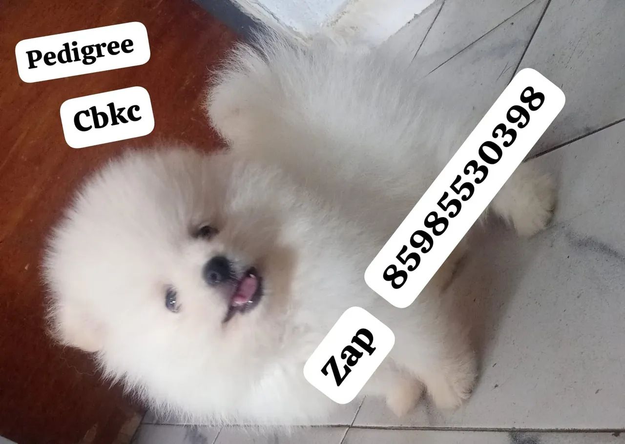 Vendo lindo com pedigree cbkc