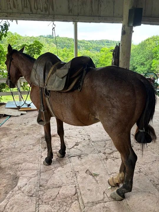 Cavalo para venda - Foto 2