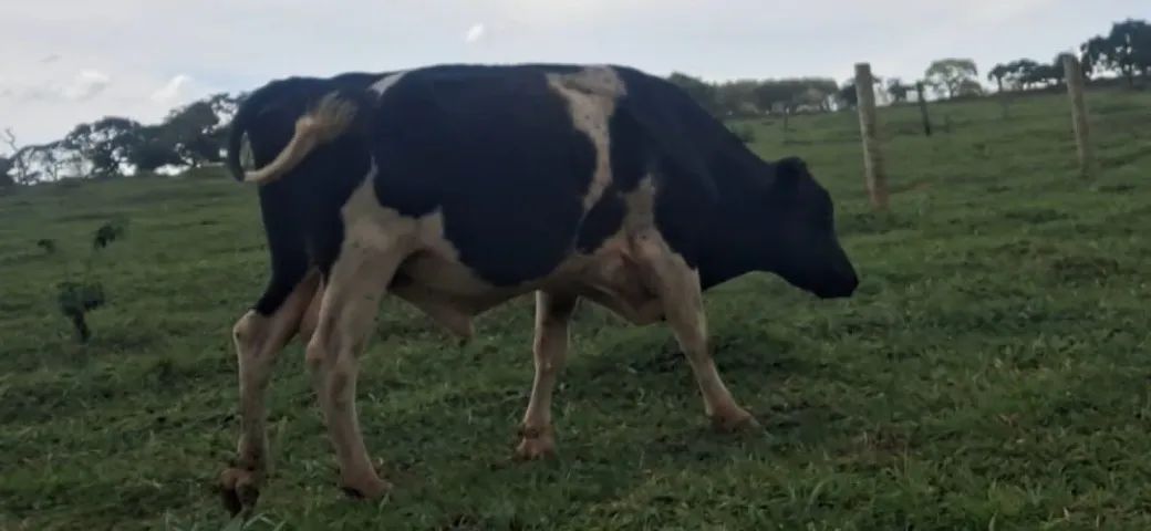 Vendo Touro holandês em Abadia de Goiás  - Foto 3