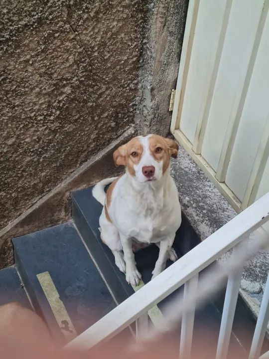 Cachorro fêmea SRD para adoção - Foto 5