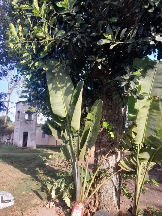Vendo palmeiras do viajante *LEIA O ANUNCIO* - Foto 2