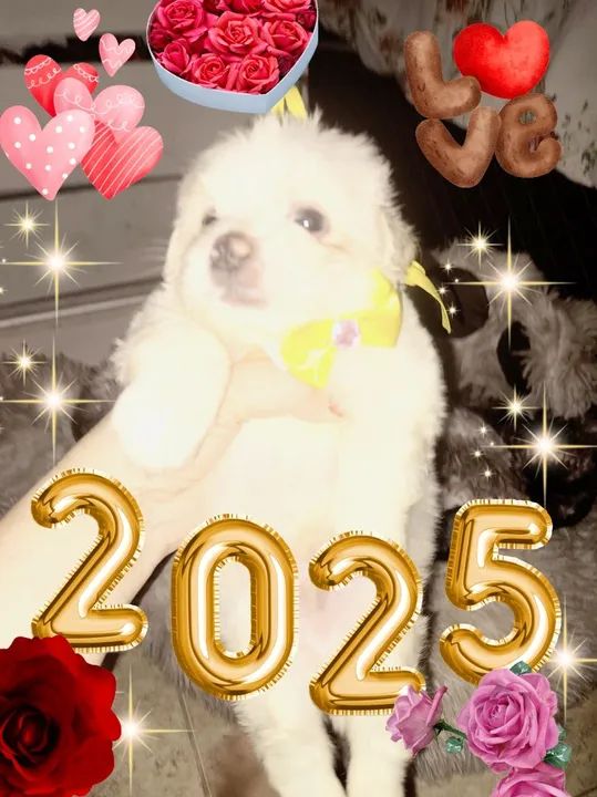 Bebês Esmeralda Radiantes - Foto 3