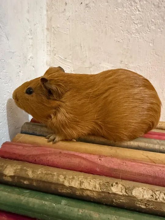 Porquinho da índia  - Foto 4