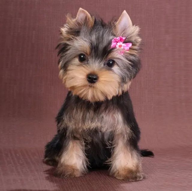 Yorkshire best sale terrier olx