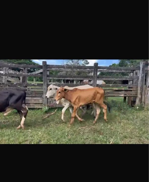 40 bezerros Nelorados  - Foto 5