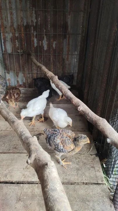 Pintinhos Raça Capirão 