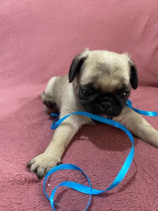 Filhote Pug - Adorável e Brincalhão