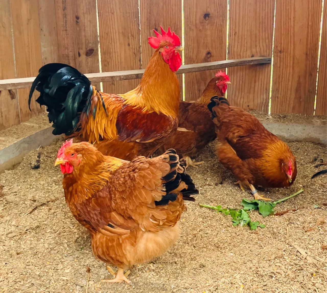 Ovos galado New Hampshire - Foto 5