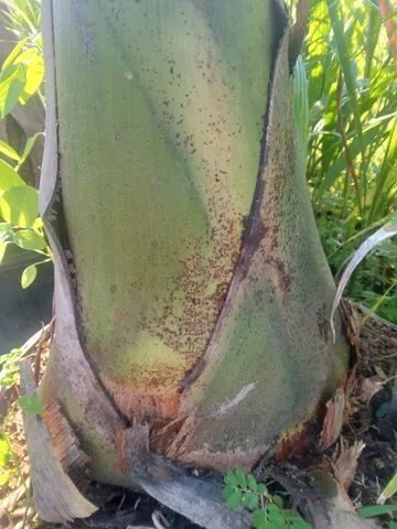 Palmeira imperial adulta - Foto 2