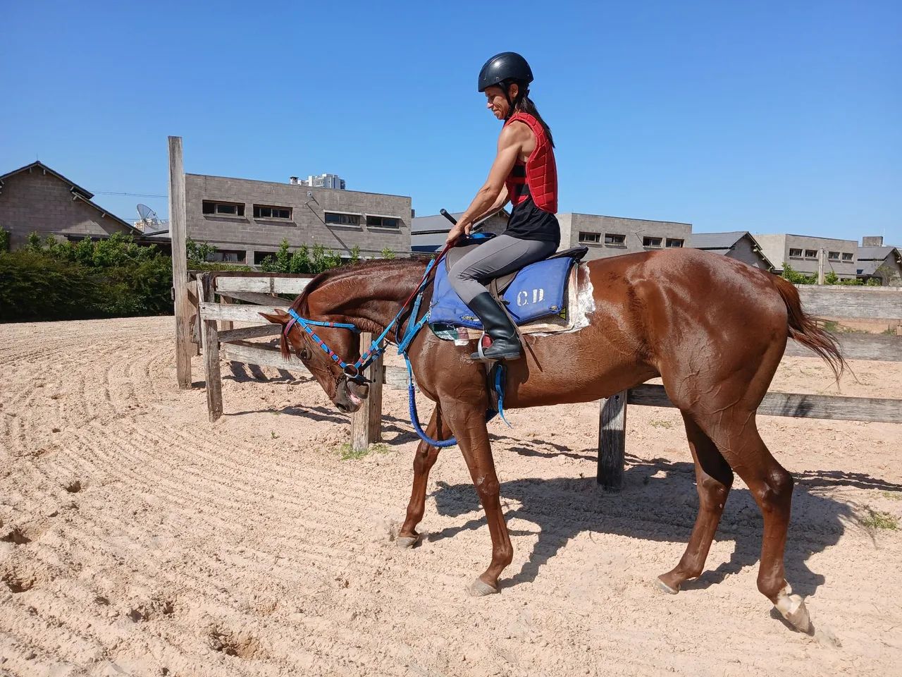Lindo cavalo PSI pra qualquer  modalidade   - Foto 3