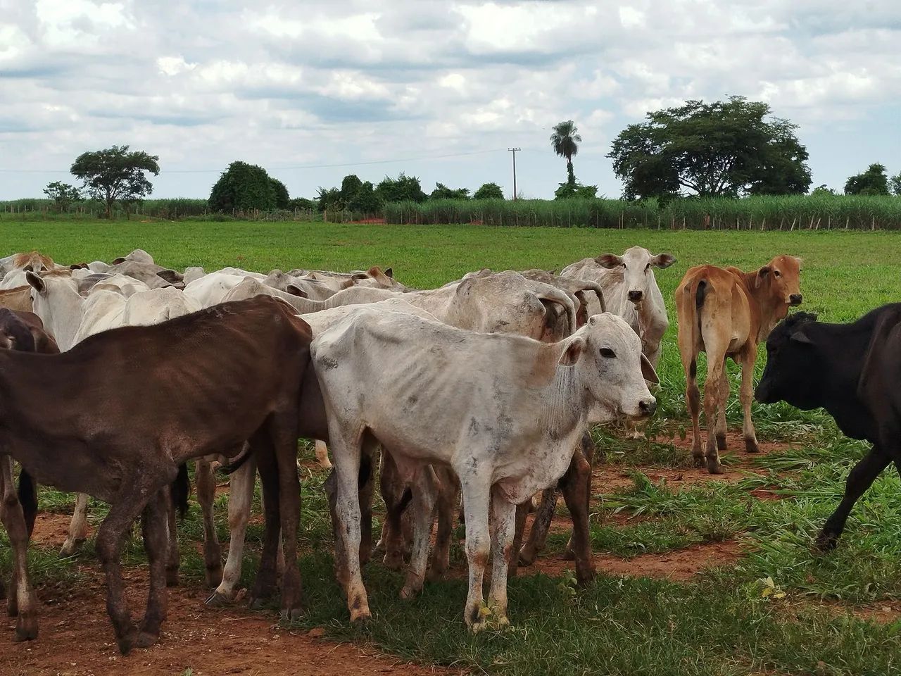 Bezerras baias - Foto 3