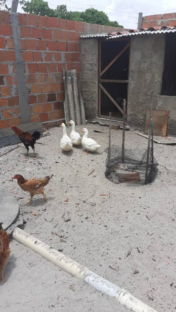 Marrecos de Pequim