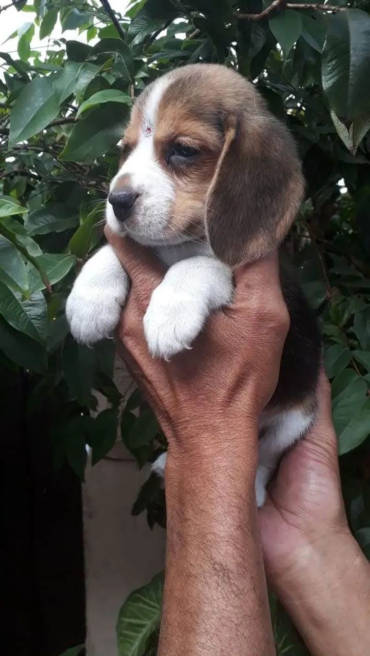 Beagle - Foto 3