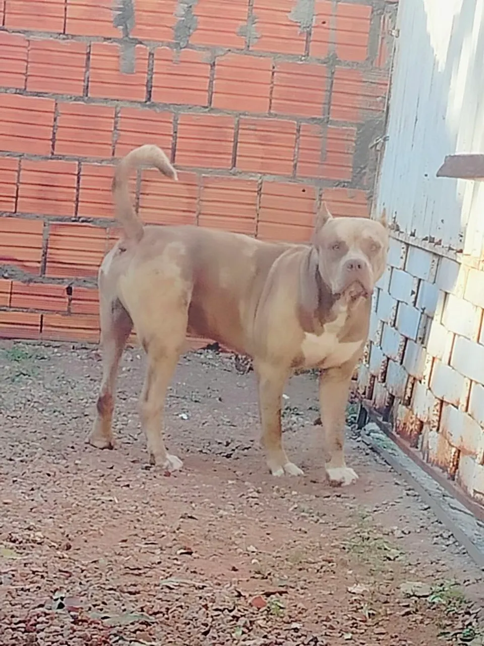 Pitbull Macho para cobertura