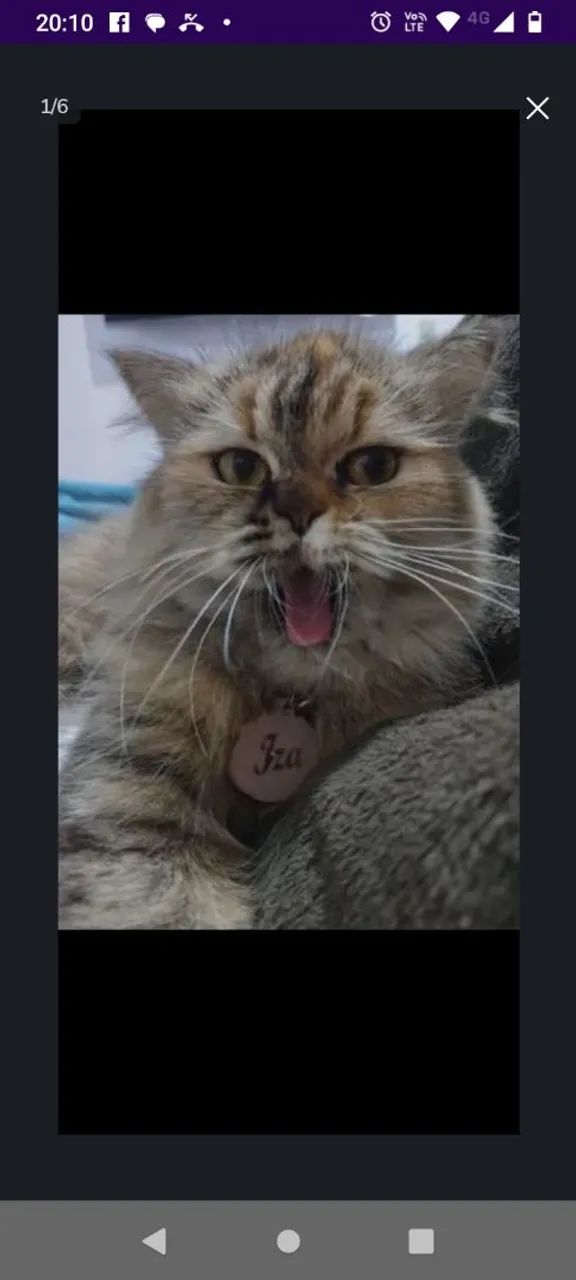 Gatinha persa disponível para adoção