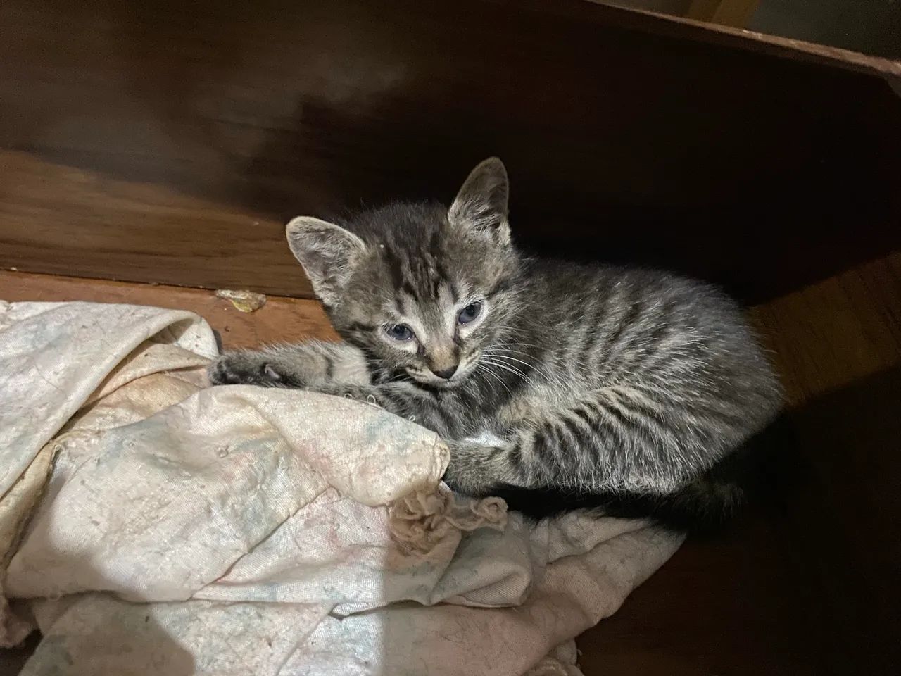 Gatinhos para doação 