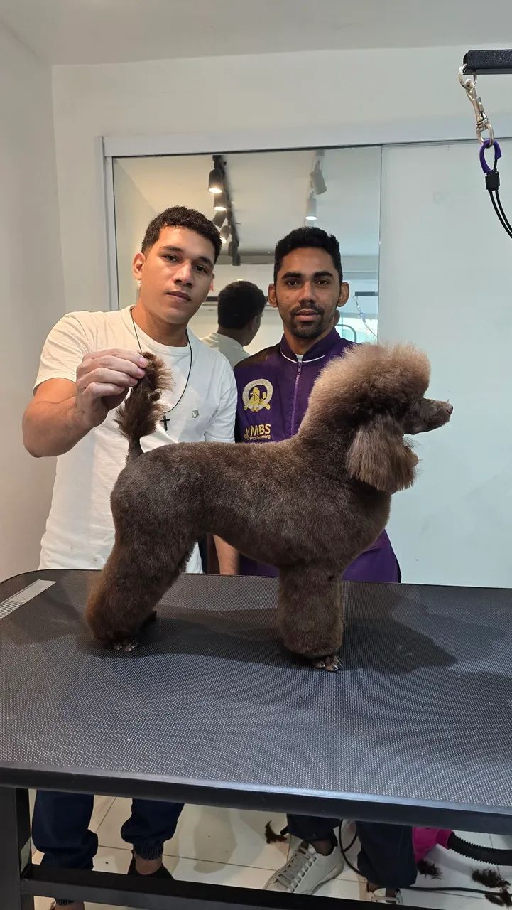 Cursos profissionalizantes de banho e tosa completo com apostilas, estágio e certificado  - Foto 4