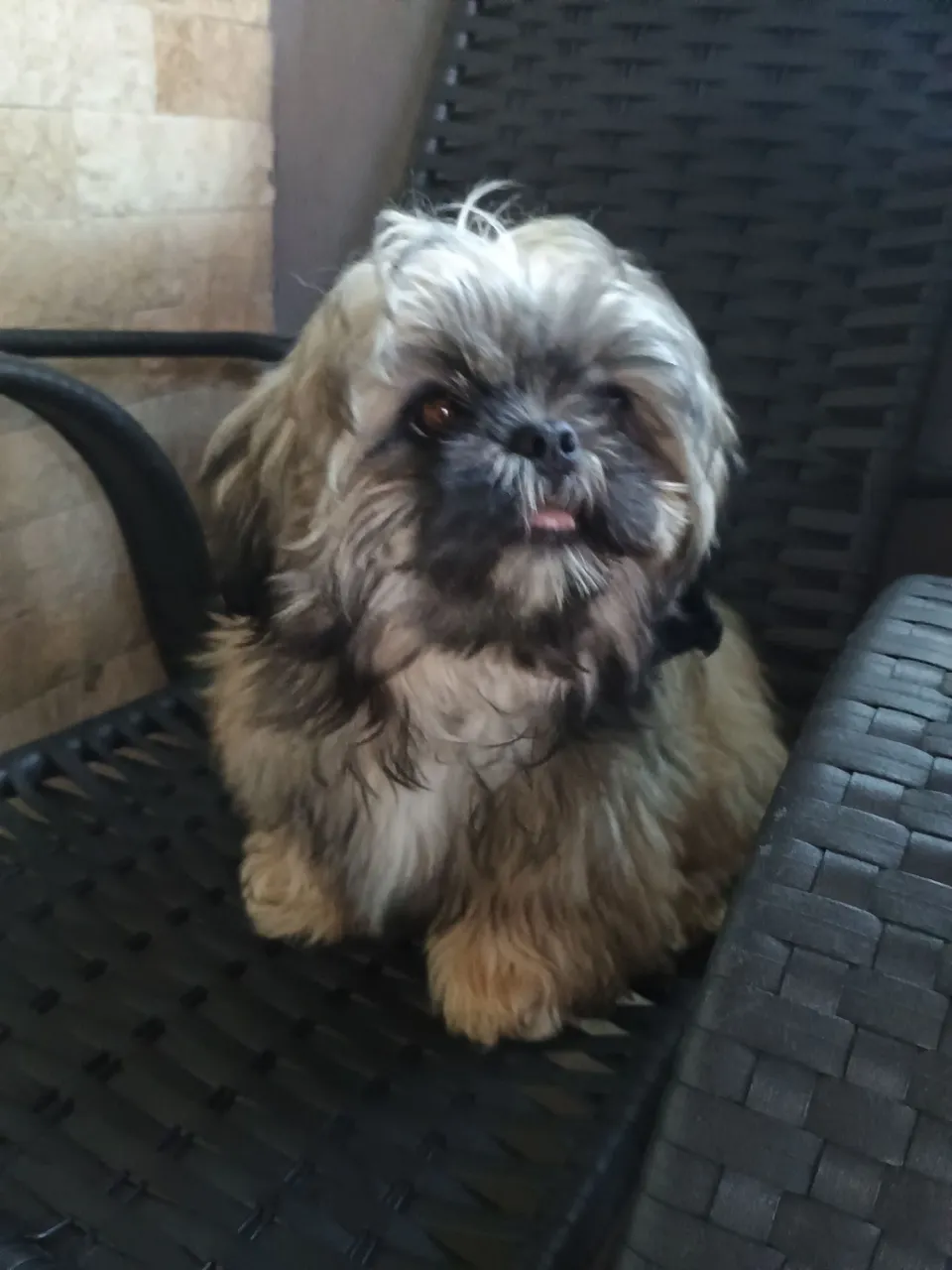 Shih Tzu Filhote