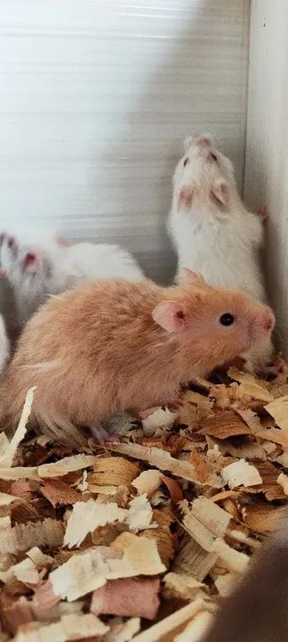 Criatório Roedores e Cia (hamster sírio e sírio angorá)