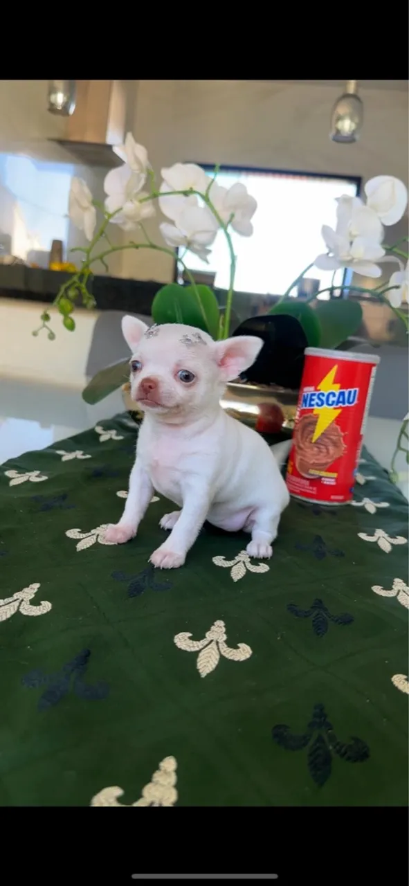 Filhote de Chihuahua fêmea - Pedigree