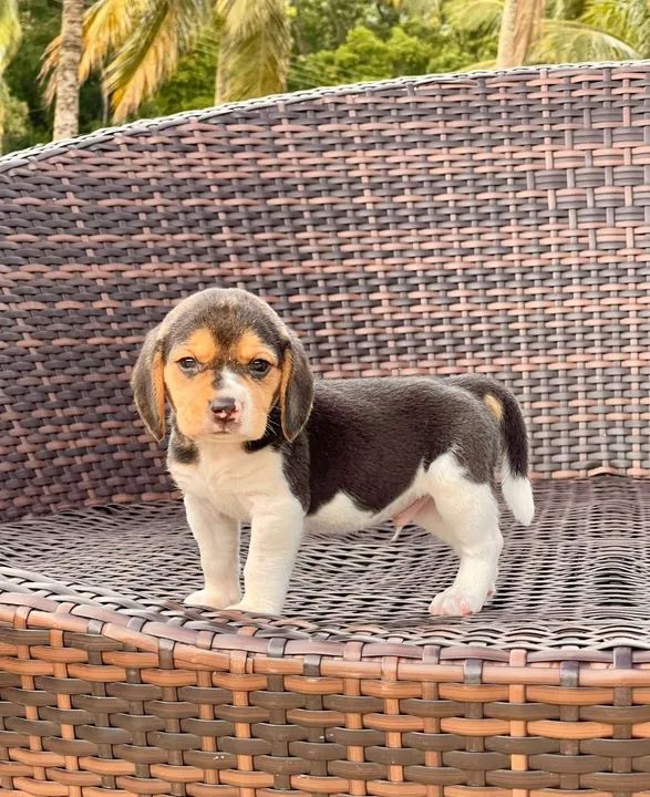  filhotes Beagle - Foto 2