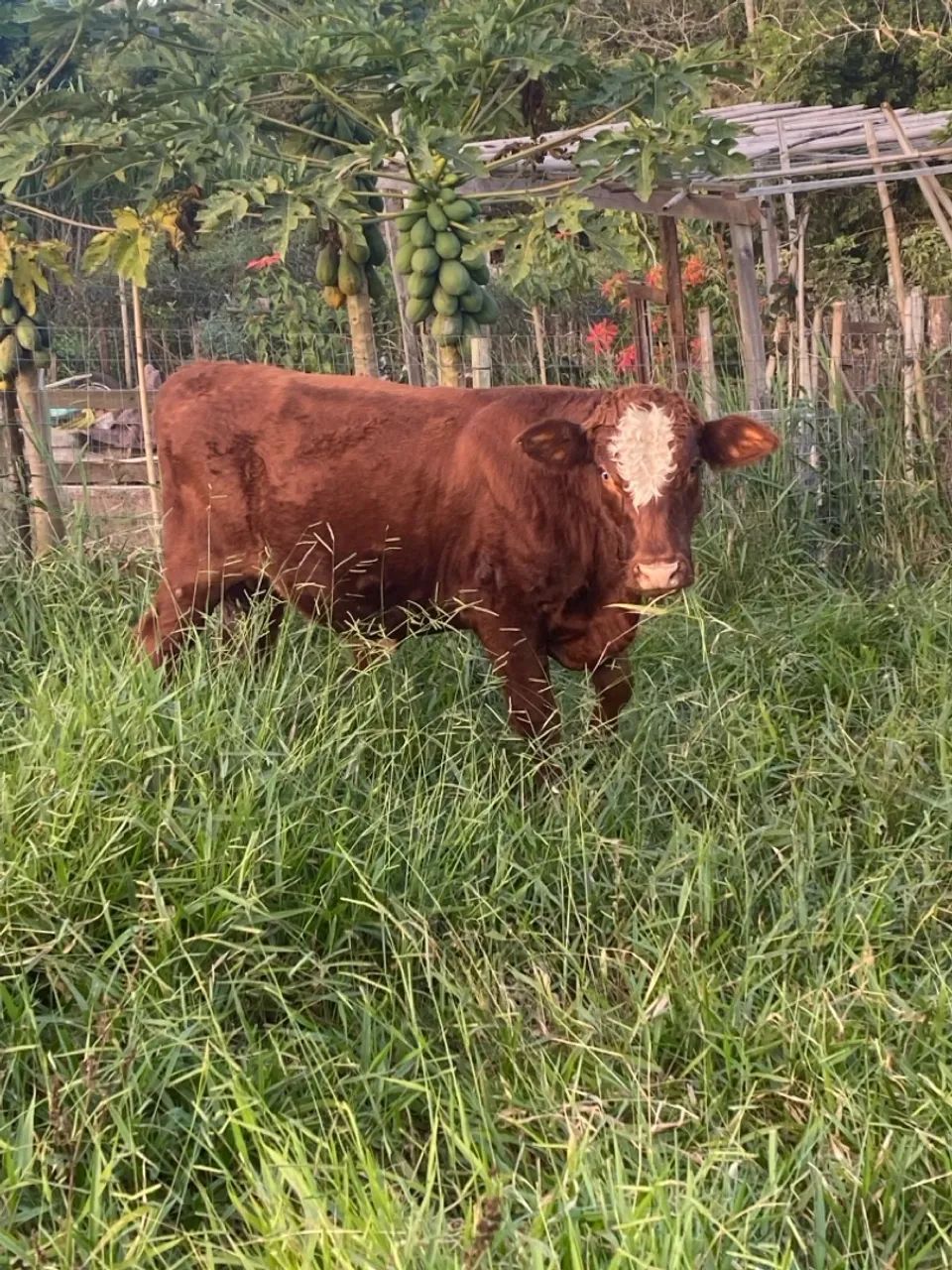 Torinho  - Foto 2