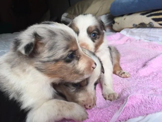 Border Collie Red Merle Machinhos com pedigree garantia de padrão da raça vacinados 