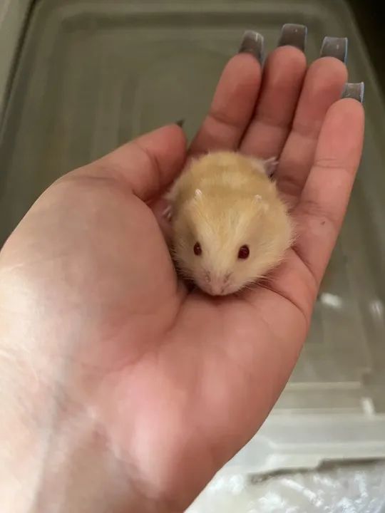 Doando hamster  - Foto 5