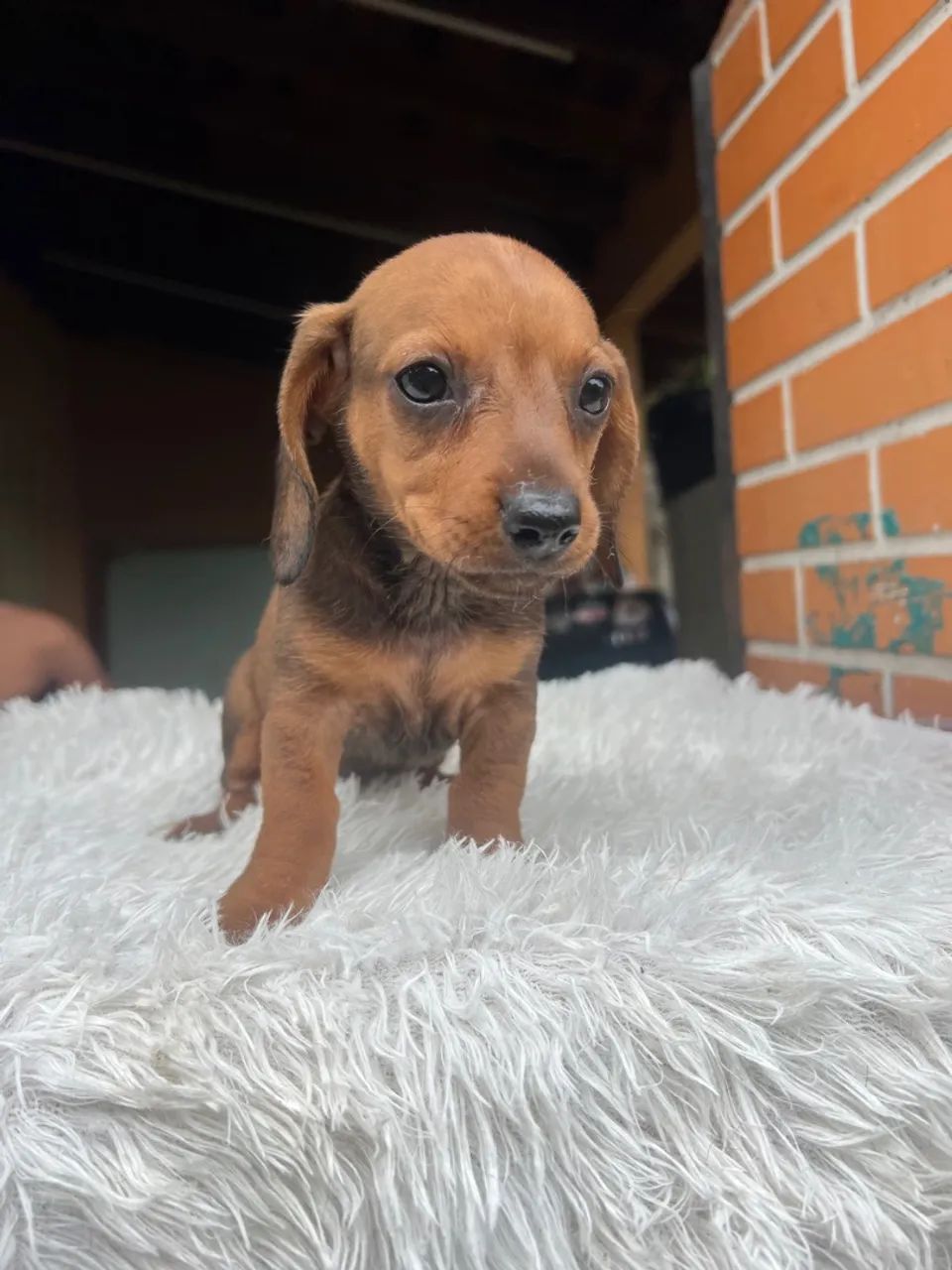 Dachshund fêmea vermelha 