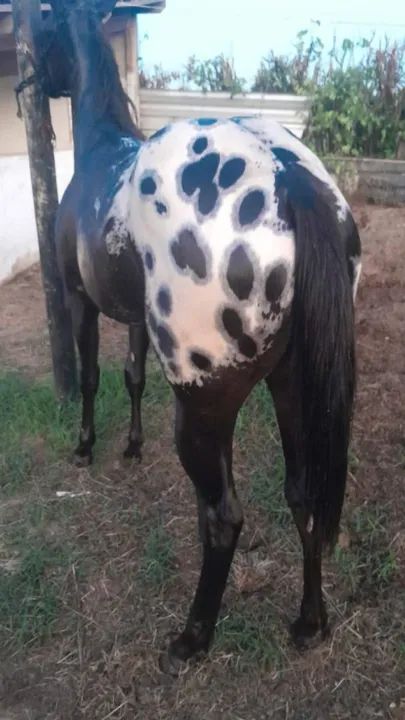 Apaloosa - Foto 4