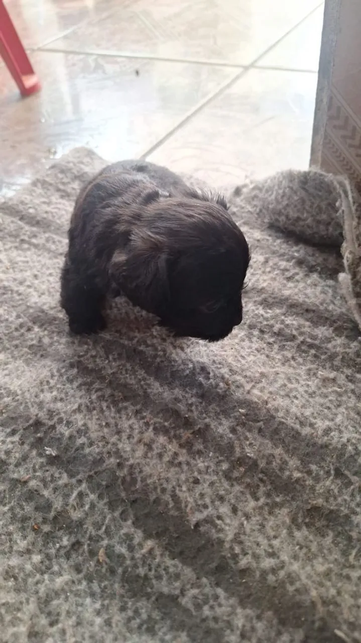 Filhote de poodle fêmea e macho