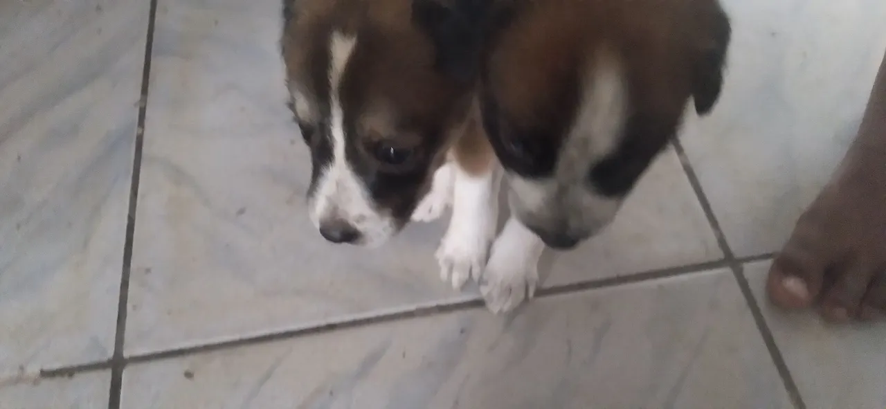 Dois filhotes de cachorro