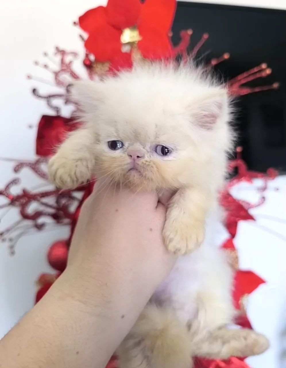 Gata Persa Himalaia Olhos azuis  - Foto 6