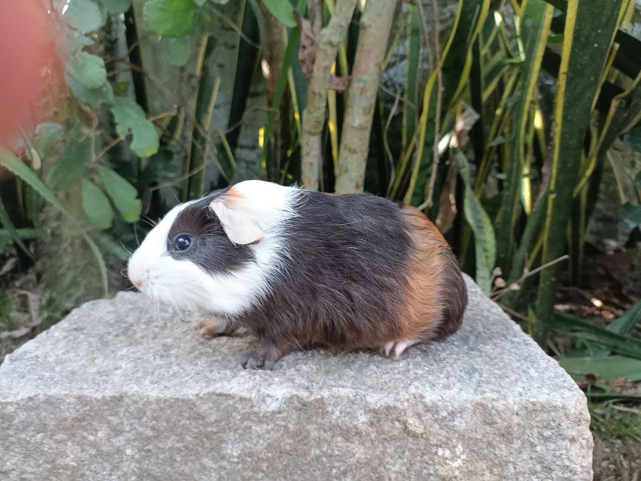 Porquinhos da índia  - Foto 4